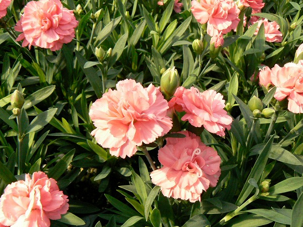 AG亚娱集团官方_海口“城市大脑”项目获省级大数据支持(图3) AG亚娱集团官方