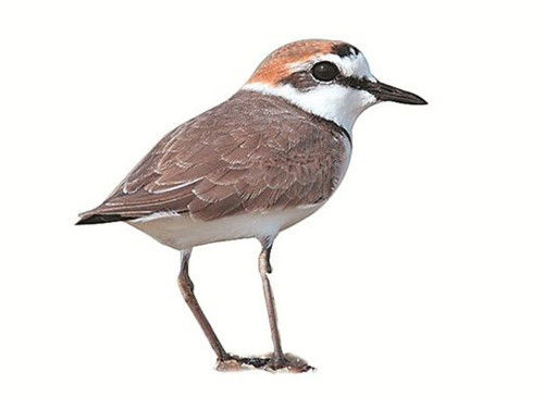 ‘AG亚娱集团’内江隆昌遭暴雨袭击 消防连夜营救80余人(图2) AG亚娱集团